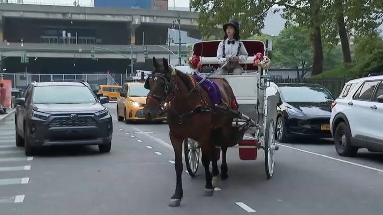 City Council to vote on bill that could ban carriage horse rides in New York City